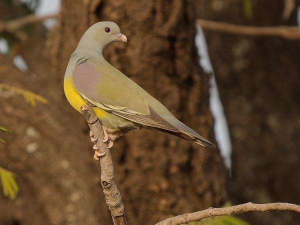 <h3><a href="/trips/gambia/biota/animalia/chordata/aves/026 columbiformes/001 columbidae/treron waalia/treron waalia-nl.html">Treron&nbsp;waalia</a> / Bruce's&nbsp;green&nbsp;pigeon / Waaliaduif</h3>OM-1 Mark II met OLYMPUS M.150-400mm F4.5 TC, 1/2000 sec  bij F5.6, ISO 2500, afstand 29.9&nbsp;m